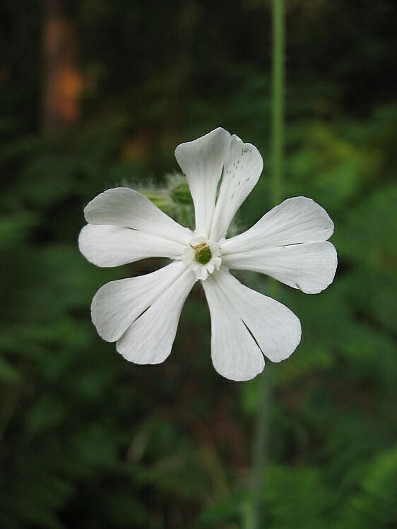 Silene latifolia (=Silene alba) / Silene bianca